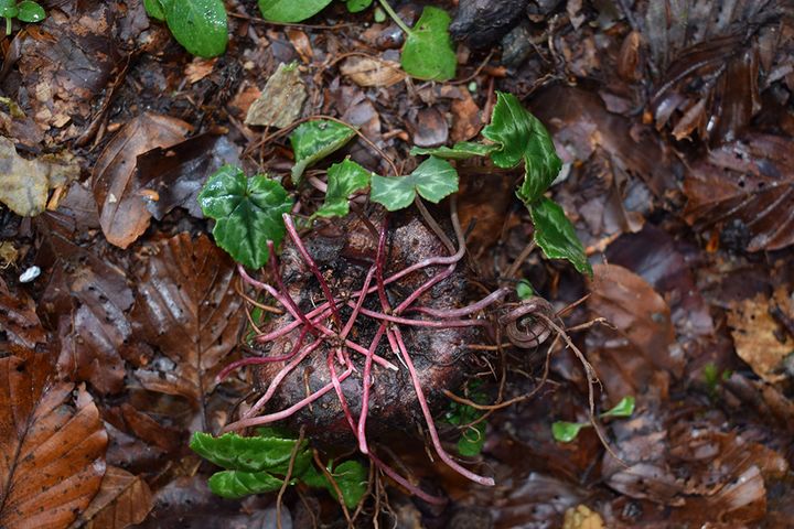 シクラメンの夏越し