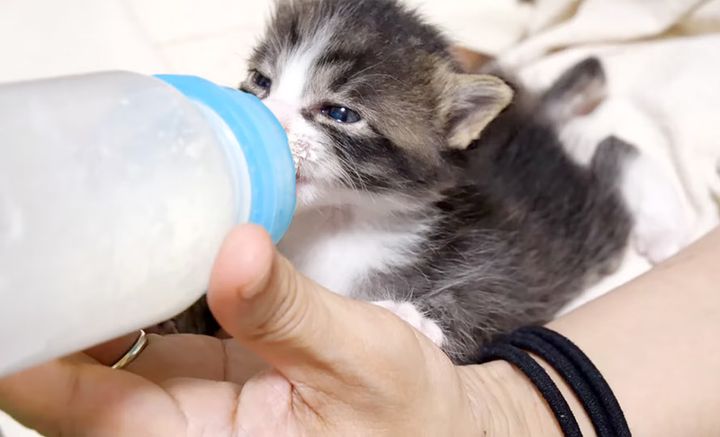 ミルクを飲む子猫