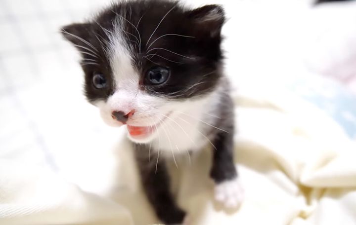 ミルクが飲みたい子猫