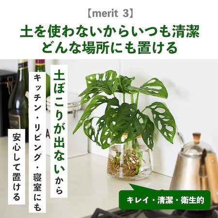 週1回の水やりで育つ水耕栽培ブランド「WOOTANG」がECサイトをリニューアル！