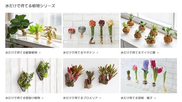 週1回の水やりで育つ水耕栽培ブランド「WOOTANG」がECサイトをリニューアル！