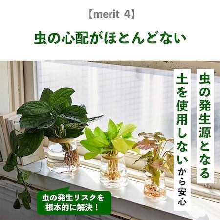 週1回の水やりで育つ水耕栽培ブランド「WOOTANG」がECサイトをリニューアル！