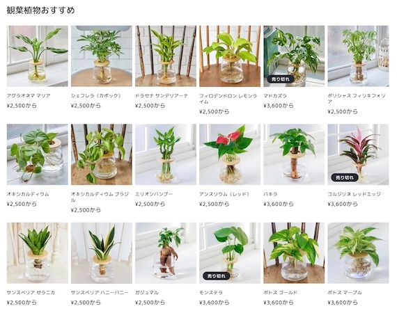 週1回の水やりで育つ水耕栽培ブランド「WOOTANG」がECサイトをリニューアル！