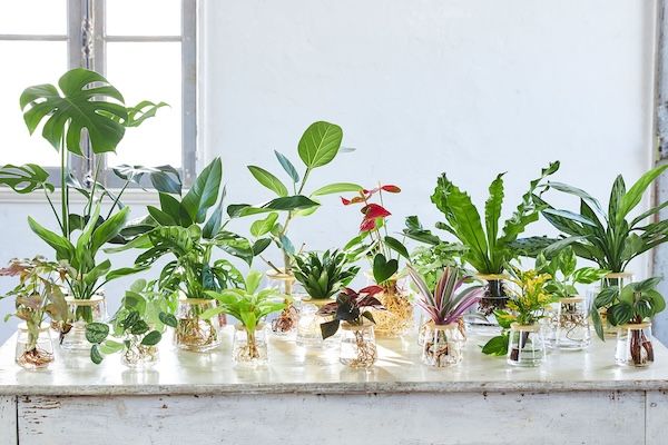 週1回の水やりで育つ水耕栽培ブランド「WOOTANG」がECサイトをリニューアル！