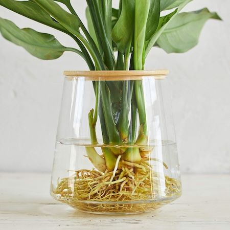 週1回の水やりで育つ水耕栽培ブランド「WOOTANG」がECサイトをリニューアル！