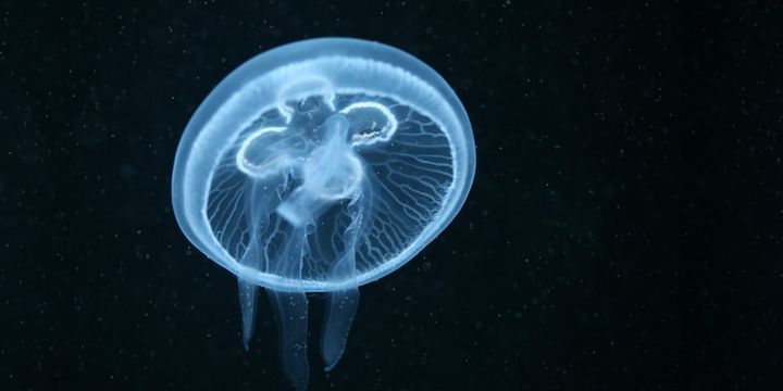 クラゲも人間のように昼寝をする――「脳のため」ではない睡眠の起源とは？