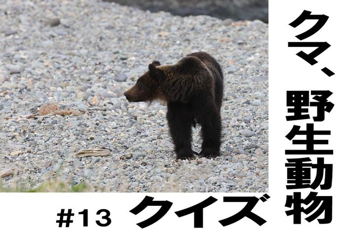 地域によってクマの大きさは違う？【クマ、野生動物クイズ#13】奥深い狩猟免許の世界