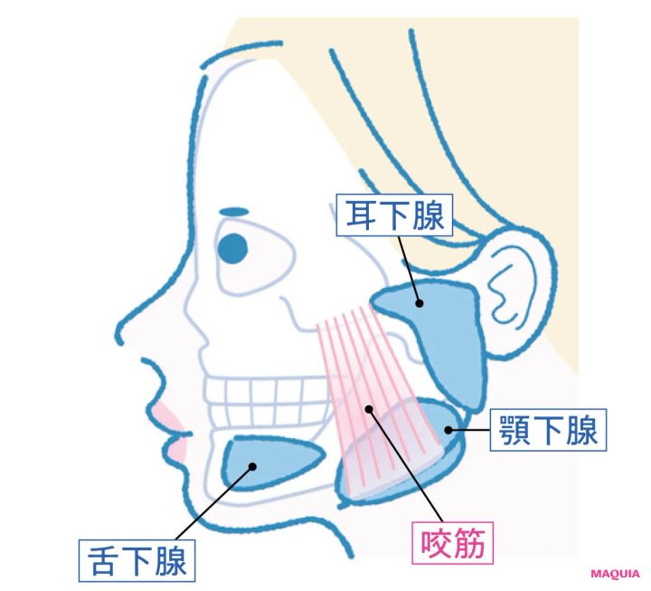 正しい歯の磨き方 指によるマッサージも必ず 耳下腺 顎下腺 舌下腺 咬筋を刺激