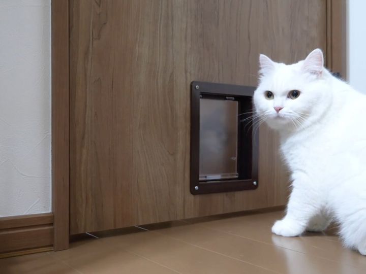 邪魔される先輩猫のポムさん