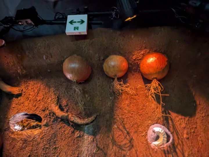 画像: 野菜が植えられた土の下で、微生物たちは暮らしている。微生物の視線で見た世界は、これまでにない斬新だものだった。