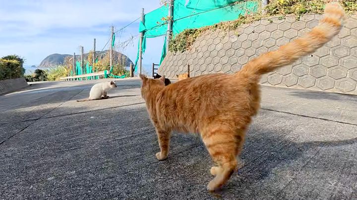 猫の集会に案内する猫