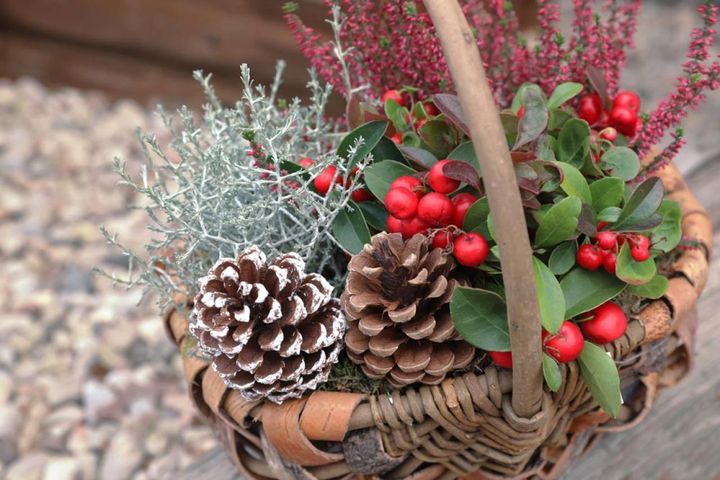 カルーナとシルバーのプラチーナ（クッションブッシュ）と