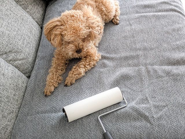ダイソーのコロコロ 粘着シートクリーナー（カーペット用、ミニ）ペットの毛やソファの掃除にも