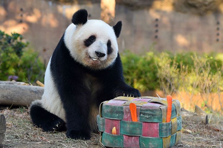 レイレイ（雌）／上野動物園公式サイトより引用