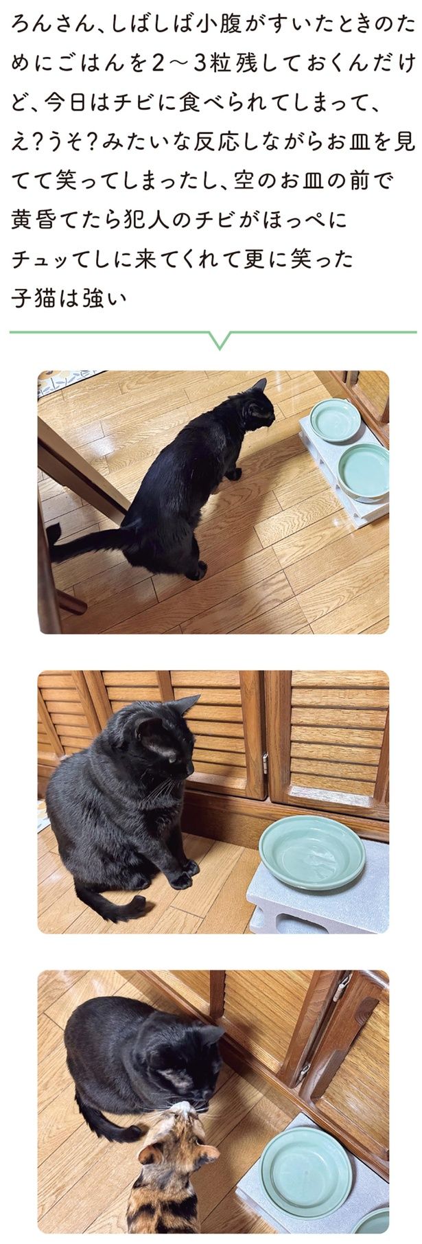 子猫は強い （C）AKR／KADOKAWA