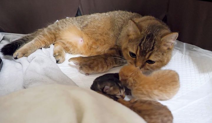 子猫達を世話する母猫