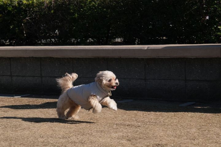 小型犬エリアと中・大型犬エリアに分かれたドッグランでわんこもご機嫌♪