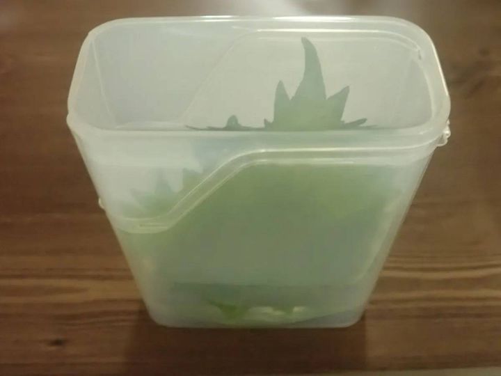 DAISO(ダイソー)：大葉保存ケース