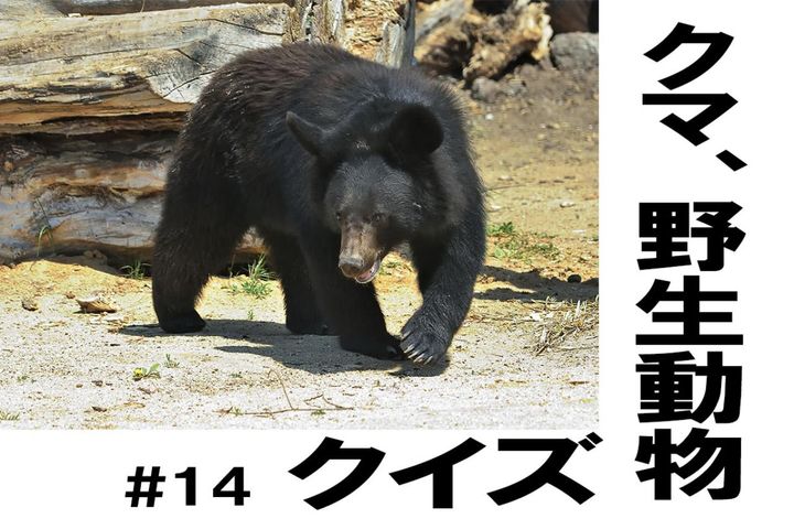 今さら聞けない！「外来種」って何？【クマ、野生動物クイズ#14】奥深い狩猟免許の世界