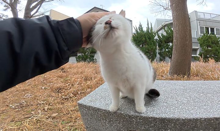 ナデナデを堪能する猫