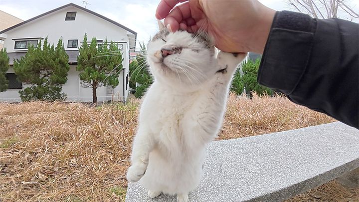 ナデナデを堪能する猫