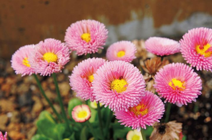 1月9日の花とは？【366日の誕生花と幸せの花言葉】