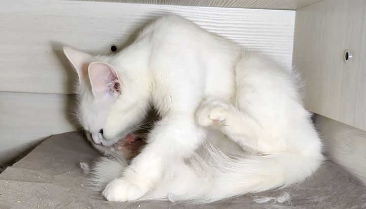 子猫を世話する母猫