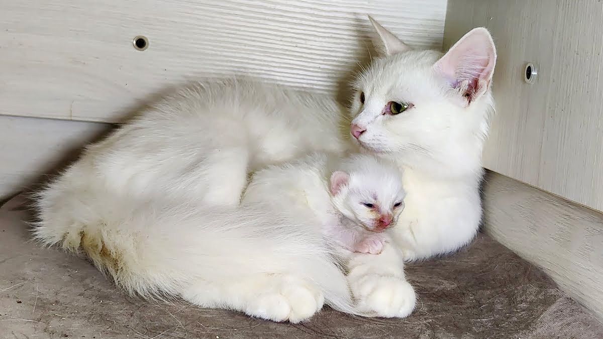 生まれたばかりの子猫に優しく話しかける母猫。愛情いっぱいの子育てにホッとする♡ | TRILL【トリル】