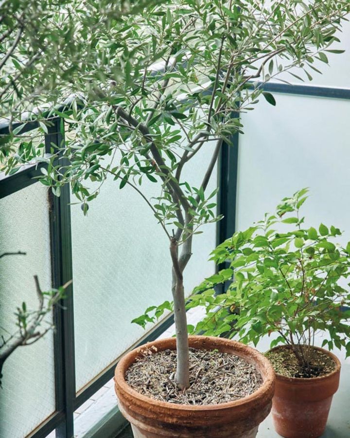 ベランダの鉢植えはオリーブやヤマブキなど。「料理にも使えるローリエやミント、ローズマリーなども育てています」