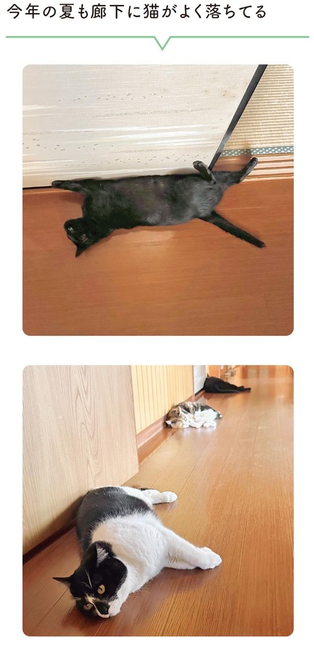 今年の夏も廊下に猫がよく落ちてる （C）AKR／KADOKAWA