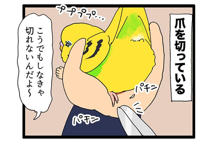 チョイチョイ！セキセイインコの激しい呼び鳴きを無視し続けたら…？【鳥マンガ #182】