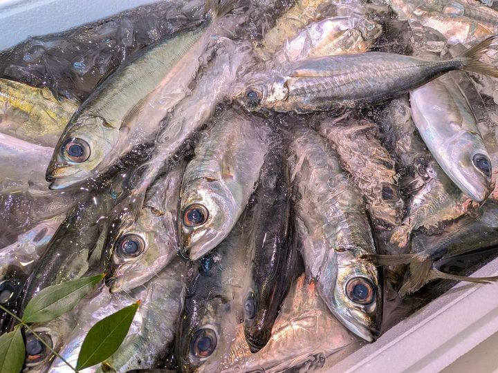 マアジより目が大きいからメアジ。鮮度落ちが早いので、こうしてしっかりと氷水に浸けて売られています