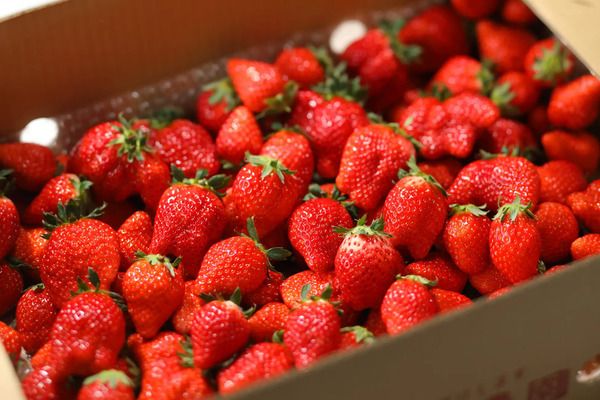 スイーツパラダイスが「ブランドいちご食べ放題」開催！いちごタルト・いちご大福も