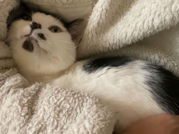 飼い主とうめの謎ゲーム