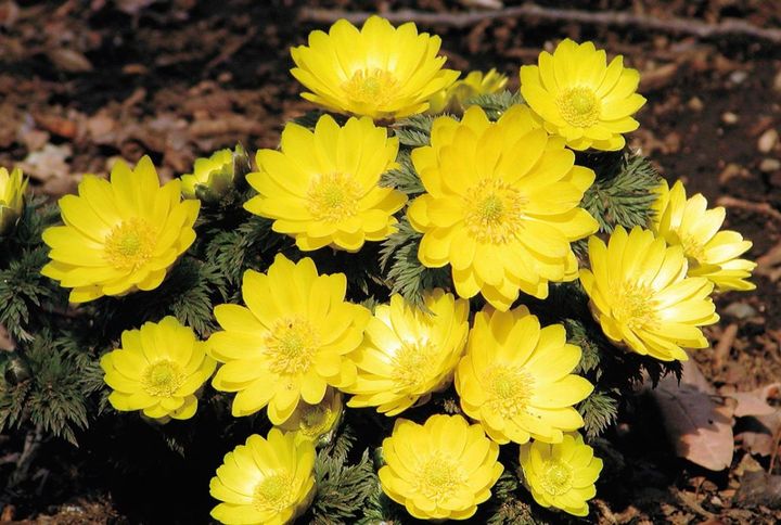 1月10日の花とは？【366日の誕生花と幸せの花言葉】