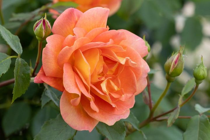 イングリッシュローズの‘パット オースチン’。花が大きく色鮮やかで、つぼみもついています。よい土壌で元気に育っている証拠です。