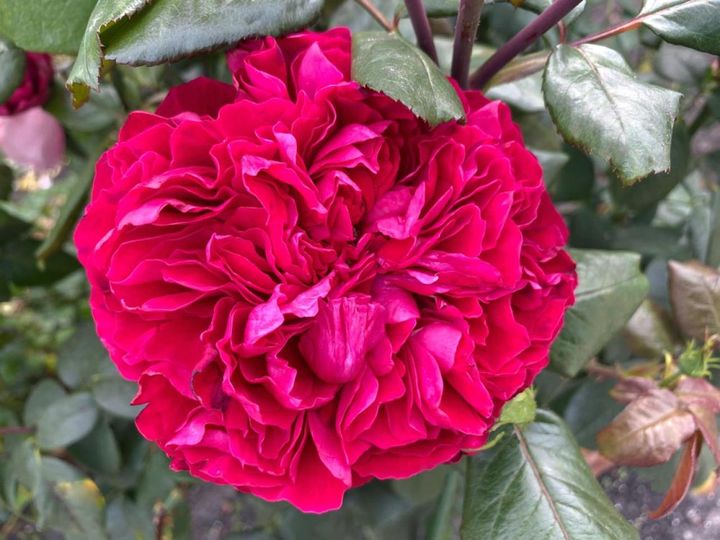 ちぢれた花弁をぎゅっと重ねて詰めたようなロゼット咲き。大輪のバラは日照と土と肥料の条件をそろえて見事に咲かせたいものです。