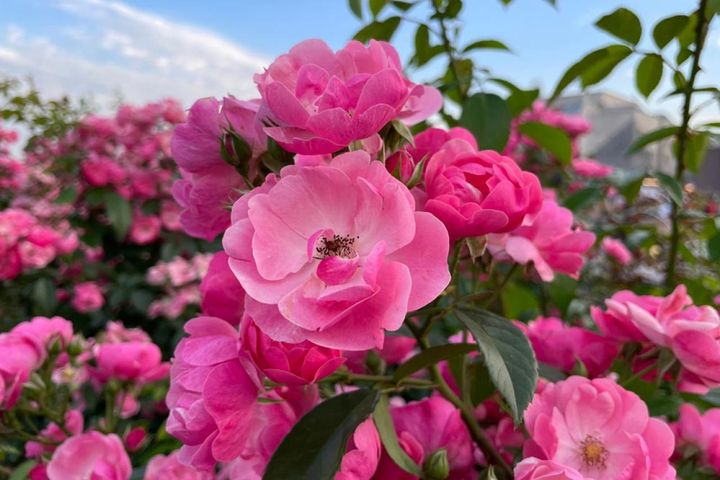 日本ではつるバラ扱いの’アンジェラ‘。小輪ピンクで中心が白く、開きかけはままごとのティーカップのような愛らしさです。