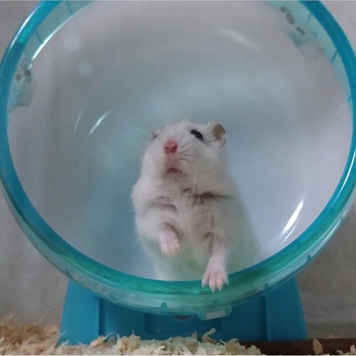 ジャンガリアンハムスターのダイコクちゃん