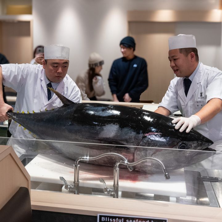 新春！生本まぐろ解体ショー