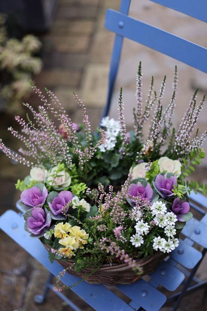 ハボタンのリース