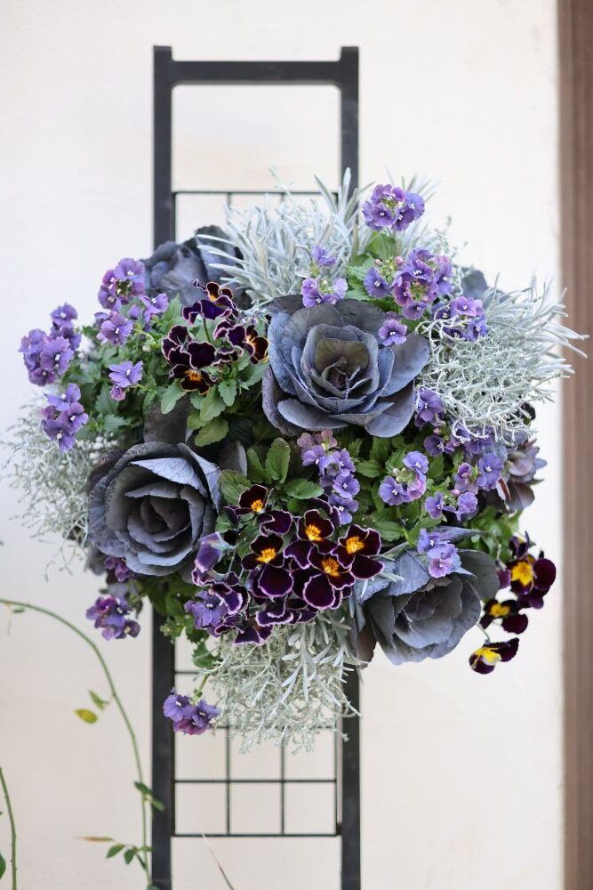 ハボタンのハンギングバスケット