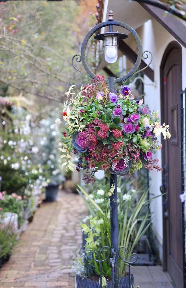 ハボタンのハンギングバスケット