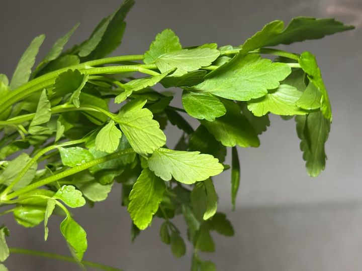 葉が鮮やかな緑色でハリがあるもの