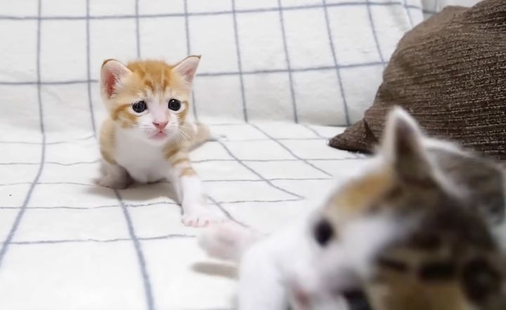 弟猫を突き落とす姉猫