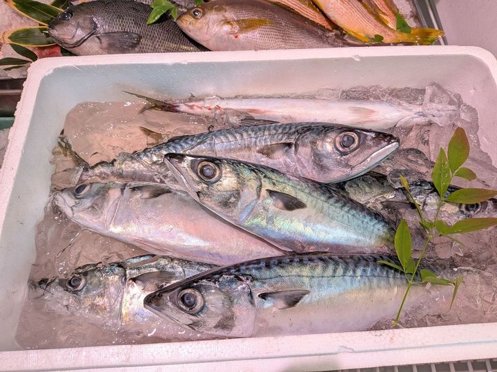 旬を迎えているマサバ。脂ののりだけでなく、肉の深い旨みを味わえます