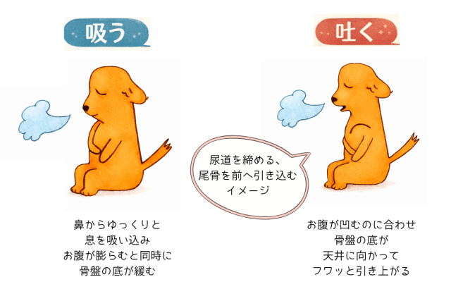 骨盤底筋を目覚めさせる呼吸法