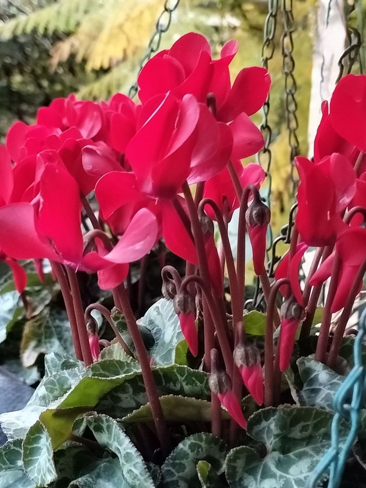 室内！シクラメンも良いけど、ガーデンシクラメンもグラスに生けて長持ちしますよー！