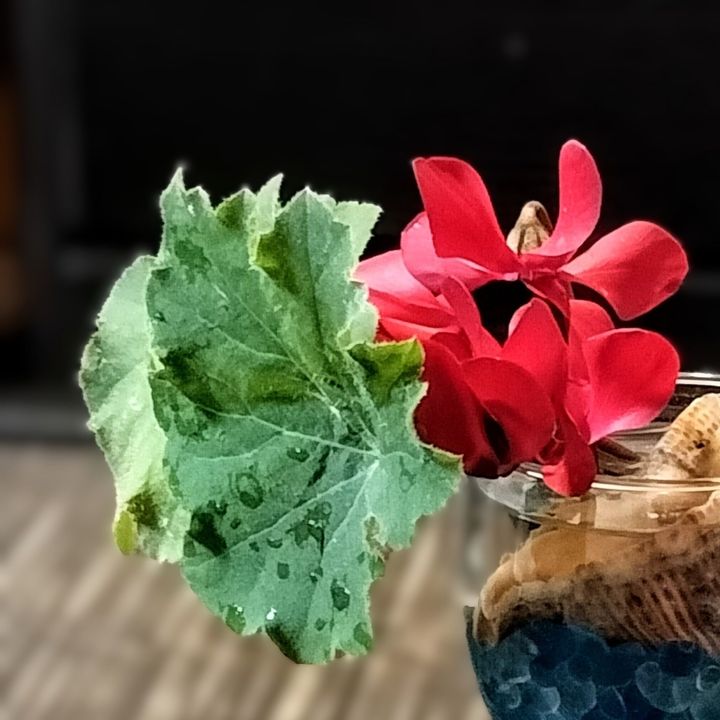 室内！シクラメンも良いけど、ガーデンシクラメンもグラスに生けて長持ちしますよー！