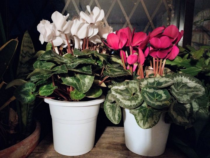 【室内のシクラメン】